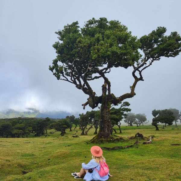 Fanal – zaczarowany las mgieł na&nbsp;Maderze, który&nbsp;musisz zobaczyć